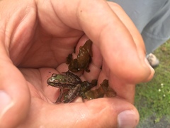 Lithobates spectabilis