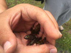 Lithobates spectabilis