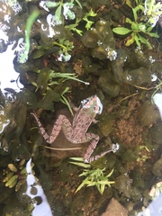 Lithobates spectabilis