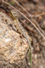 Diporiphora