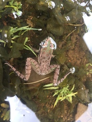 Lithobates spectabilis
