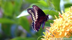 Battus polydamas