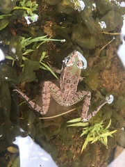 Lithobates spectabilis