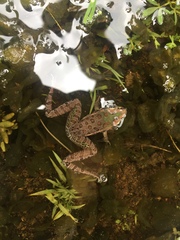 Lithobates spectabilis