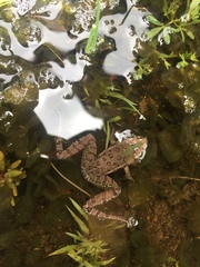 Lithobates spectabilis