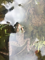 Lithobates spectabilis