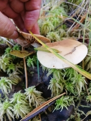 Hebeloma incarnatulum