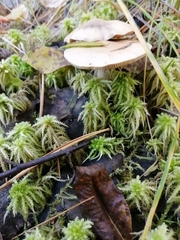 Hebeloma incarnatulum