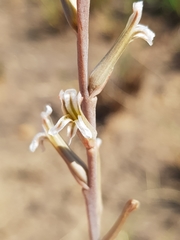 Aloe subspicata