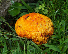 Calvatia rubroflava