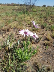 Dimorphotheca spectabilis