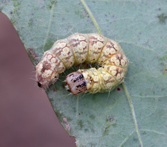 Acronicta modica