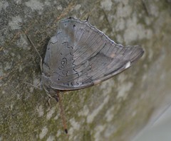 Historis acheronta