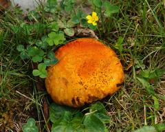 Calvatia rubroflava