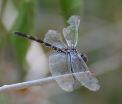 Dythemis