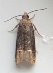 Eucosma ochroterminana