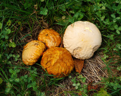 Calvatia rubroflava