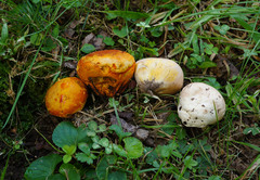 Calvatia rubroflava