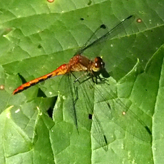 Sympetrum rubicundulum