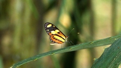 Mechanitis lysimnia nesaea