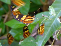 Mechanitis lysimnia nesaea