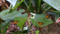 Mechanitis lysimnia nesaea