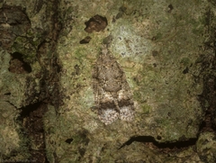 Polylopha epidesma