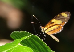 Mechanitis lysimnia nesaea