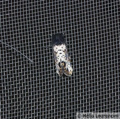 Xanthopastis timais