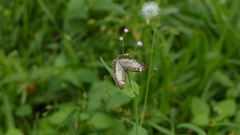 Mestra hersilia