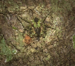 Stephanopis carcinoides