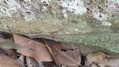 Anolis tropidogaster