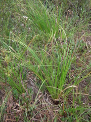 Scirpus longii