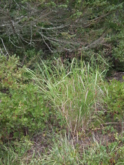 Panicum virgatum spissum
