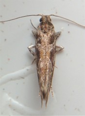 Aristotelia fungivorella