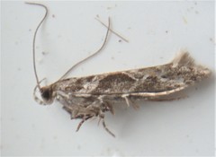 Aristotelia fungivorella
