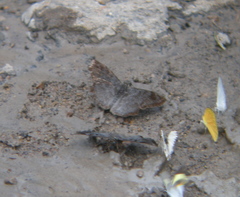 Antigonus erosus