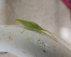 Paraphisis tryonensis