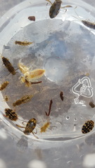 Thermonectus marmoratus