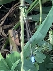 Ischnura verticalis
