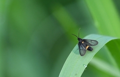 Psichotoe duvaucelii