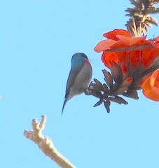 Cinnyris chalybeus albilateralis