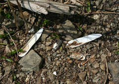 Lanceolaria