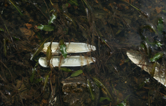 Lanceolaria