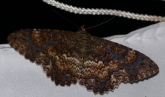 Feigeria scops