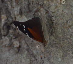 Historis acheronta