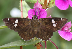 Celaenorrhinus fusca