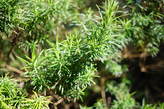 Cassinia aculeata aculeata