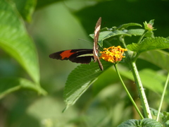 Heliconius erato phyllis