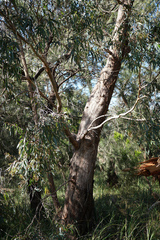 Eucalyptus radiata radiata